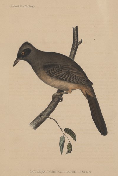 Garrulax Perspicillatus (Gmelin), 1855 von American School